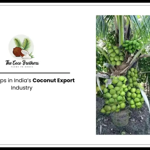 The Coco Brothers: Bridging Gaps in India’s Coconut Export Industry